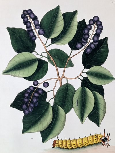 Prugna piccione e un grande bruco cornuto, 1771 da Mark Catesby