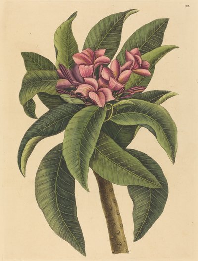 Frangipani rosso Plumeria rubra, pubblicato 1731-1743 da Mark Catesby