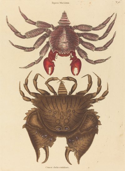 Granchio roccioso maculato rosso (Cancer grapsus) da Mark Catesby