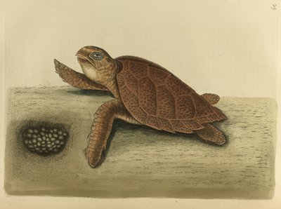 Testudo caretta. La tartaruga embricata da Mark Catesby