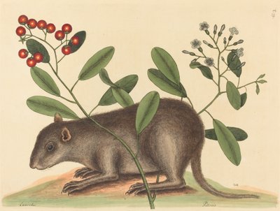 Il Bahama Coney Mus Monax, pubblicato 1754 da Mark Catesby