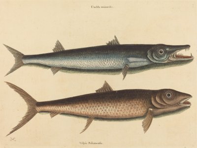 La barracuda Esox barracuda, pubblicato 1754 da Mark Catesby