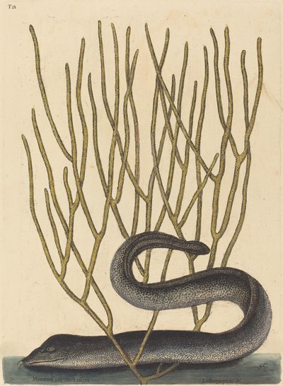 La murena nera (Muraenae helenae varietas) da Mark Catesby