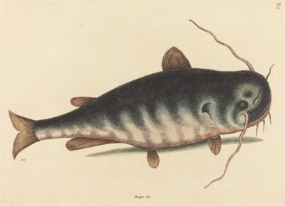 Il pesce gatto Silurus catus da Mark Catesby