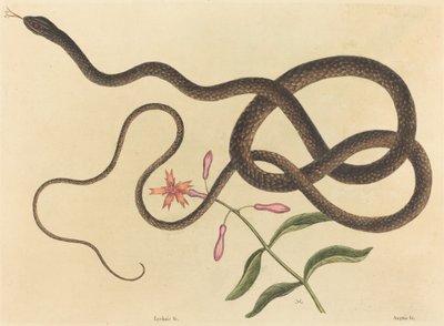 Il serpente frusta Coluber flagellum da Mark Catesby