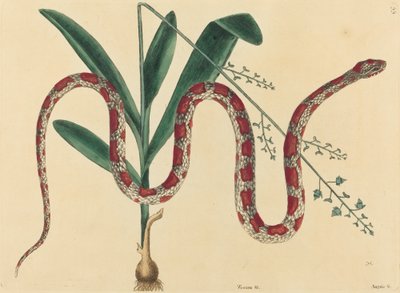 Il serpente del mais Coluber fulvius, pubblicato 1731-1743 da Mark Catesby