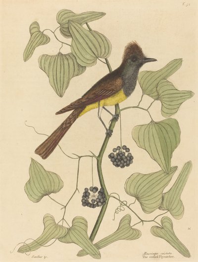 Il pigliamosche crestato Muscicapa cristata, pubblicato nel 1754 da Mark Catesby
