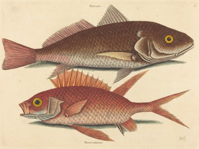 Il Croker Perca undulata da Mark Catesby