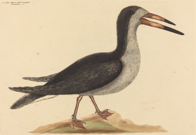 Il Cutwater Rhynchops nigra, pubblicato 1731-1743 da Mark Catesby