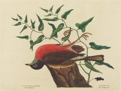 Il tordo di Carolina Turdus migratorius, pubblicato 1731-1743 da Mark Catesby