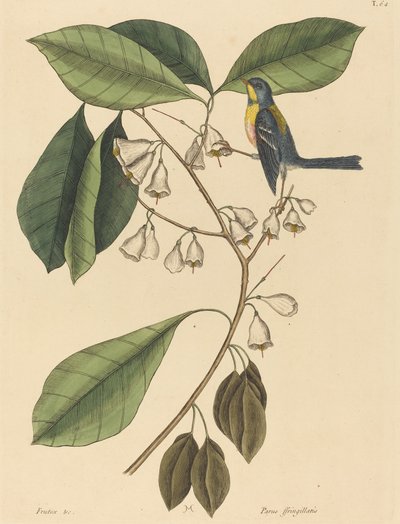 Il rampicante fringuello (Parus americanus) da Mark Catesby