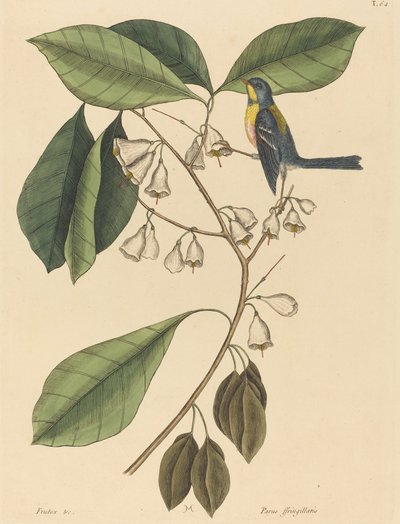 Il Rampicante dei Fringuelli Parus americanus, pubblicato 1731-1743 da Mark Catesby