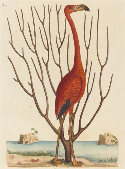 Il fenicottero Phoenicopterus ruber, pubblicato 1731-1743 da Mark Catesby