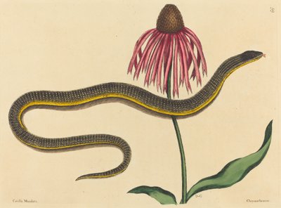 Il serpente di vetro Anguis ventralis, pubblicato 1731-1743 da Mark Catesby