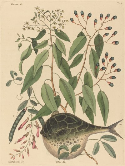 Il pesce globo Tetrodon lagocephalus, pubblicato 1731-1743 da Mark Catesby