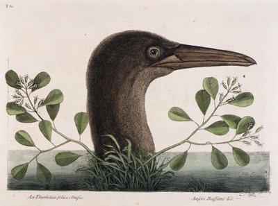 La Grande Booby (An Thymelaea foliis obtusis, Anseri Bassano  c.) da Mark Catesby
