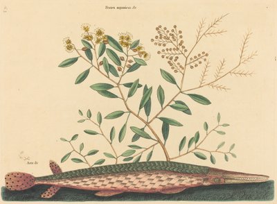 Il pesce verde (Esox osseus) da Mark Catesby