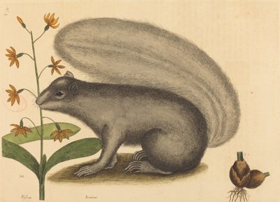 Lo scoiattolo grigio (Sciurus cinereus) da Mark Catesby