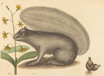 Scoiattolo grigio Sciurus cinereus da Mark Catesby