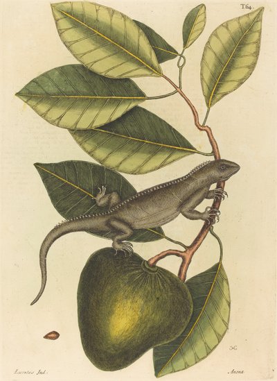 La Guana Lacerta Iguana da Mark Catesby