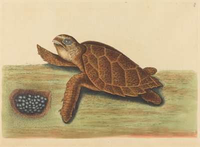 La tartaruga embricata Testudo caretta, pubblicato 1731-1743 da Mark Catesby
