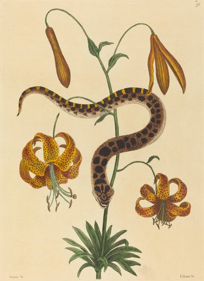 Il serpente a naso di maiale (Boa contortrix) da Mark Catesby