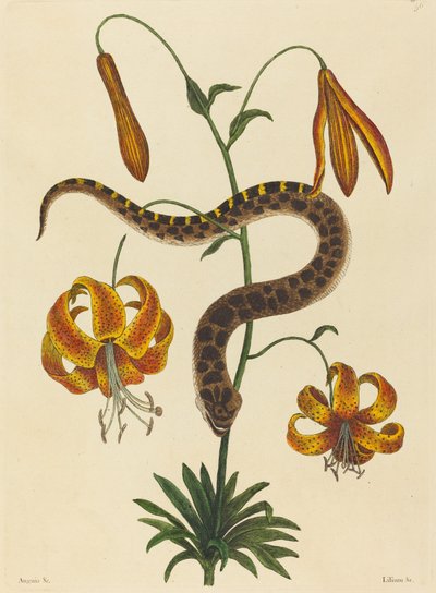 Il serpente dal naso di maiale Boa contortrix, pubblicato 1731-1743 da Mark Catesby