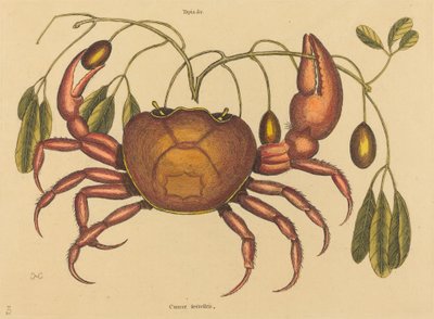 Il granchio terrestre (Cancer ruricola) da Mark Catesby