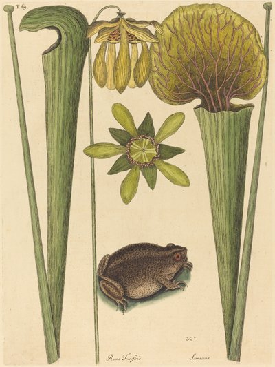 La rana terrestre (Rana) da Mark Catesby