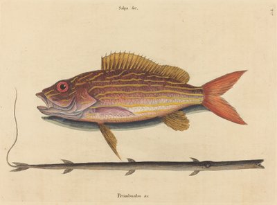 Il lane-snapper Sparus synagris, pubblicato 1731-1743 da Mark Catesby