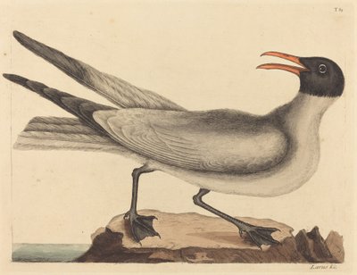 Il gabbiano ridens (Larus articilla) da Mark Catesby