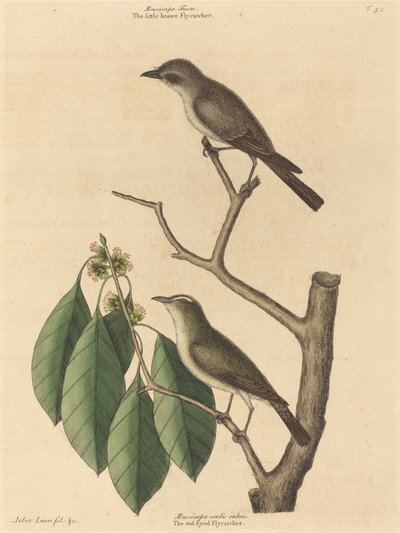 Il Piccolo Pigliamosche Marrone da Mark Catesby
