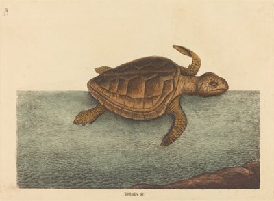 La tartaruga Loggerhead Testudo Cavanna, pubblicato 1731-1743 da Mark Catesby