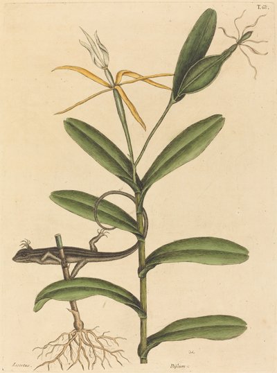 La lucertola di Lione (Lacerta 6-lineata) da Mark Catesby