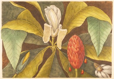 La Magnolia, tavola 68, vol. 1 da 