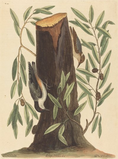 Il picchio muratore Sitta Europaea, pubblicato 1754 da Mark Catesby