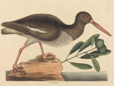 Il beccacciaio, pubblicato 1731-1743 da Mark Catesby