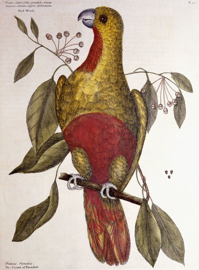 Il pappagallo del paradiso, 1771 da Mark Catesby