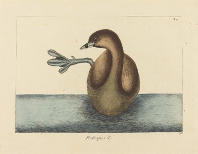 Il Tuffetto (Colymbus podiceps) da Mark Catesby