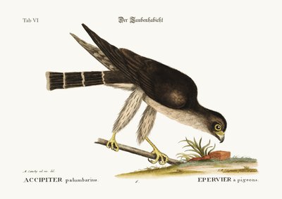 Il falco pellegrino, 1749-73 da Mark Catesby