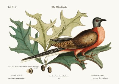 Il piccione di passaggio, 1749-73 da Mark Catesby