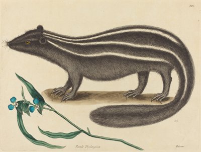La Puzzola Viverra putorius, pubblicato 1731-1743 da Mark Catesby