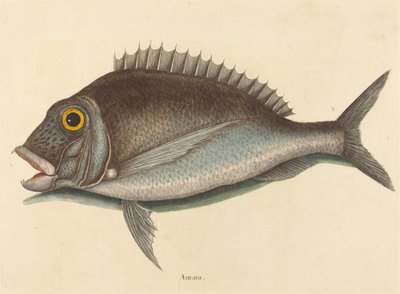 Il Porgy Sparus chrysops, pubblicato 1754 da Mark Catesby