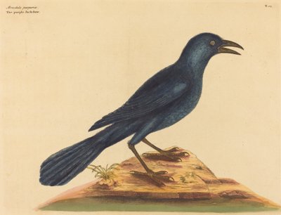 Il merlo viola Gracula Quiscula da Mark Catesby
