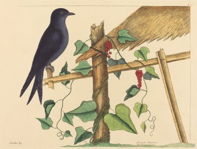 Il martin pescatore viola (Hirundo purpurea) da Mark Catesby