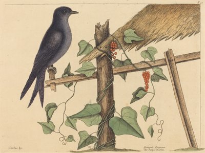 Il martin pescatore viola (Hirundo purpurea) da Mark Catesby