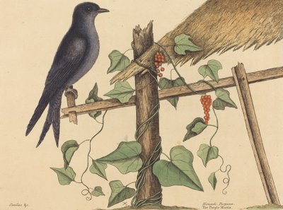 La Rondine Purpurea da Mark Catesby