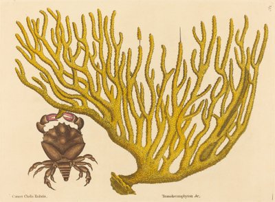 Il granchio dalle chele rosse Cancer erythropus, pubblicato 1731-1743 da Mark Catesby