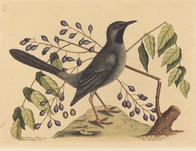 Tordo dalle zampe rosse (Turdus plumbeus) da Mark Catesby