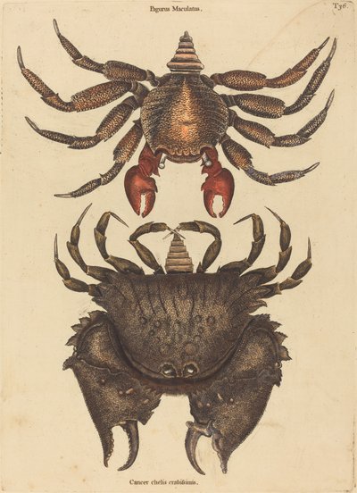 Il Granchio Maculato Rosso (Cancer grapsus) da Mark Catesby